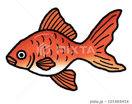 金魚・きんぎょ・魚 金魚・きんぎょ・魚 105869458