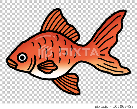 金魚・きんぎょ・魚 金魚・きんぎょ・魚 105869458
