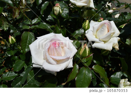 ホワイトローズで中心部が淡いピンク 105870353