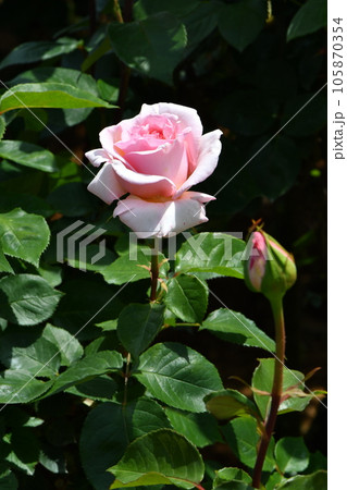 淡いピンク色で小粒で可憐な花びら 105870354