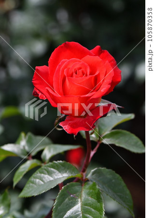 薄いピンク色で明るい薔薇 薄いピンク色で明るい薔薇 105870358
