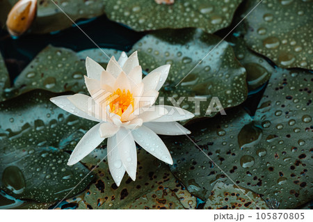 Beautiful lotus petal water lily flower in lake pond wet moise rain drop Beautiful lotus petal water lily flower in lake pond wet moise rain drop 105870805