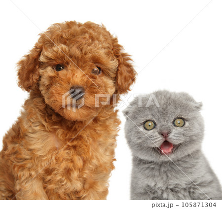 Happy Poodle puppy and kitten, isolated on a white 105871304