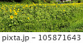 畑のひまわり 105871643