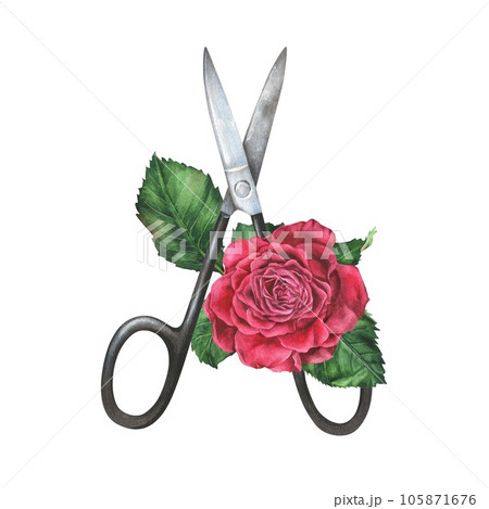 Watercolor illustration. Scissors for manicure and pink rose. Hand drawn isolated clip art on white background. For posters, prints, stickers, business cards, beauty salon, cosmetic stores logos 105871676