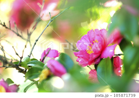 山茶花 山茶花 105871739