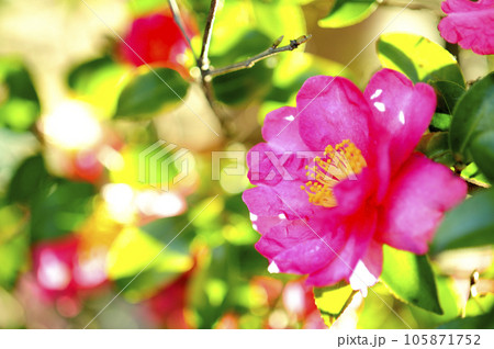 山茶花 105871752
