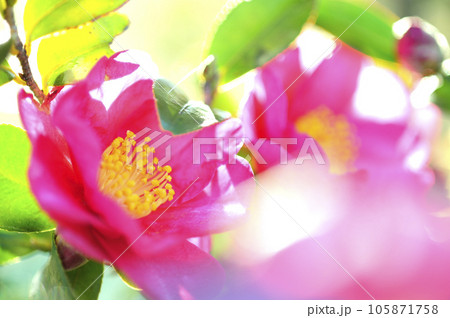 山茶花 山茶花 105871758