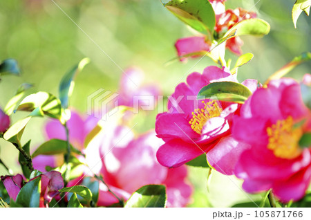 山茶花 105871766