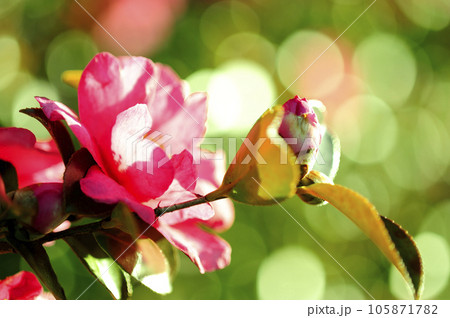山茶花 山茶花 105871782