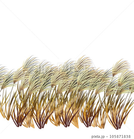 ススキ2 ススキ2 105871838