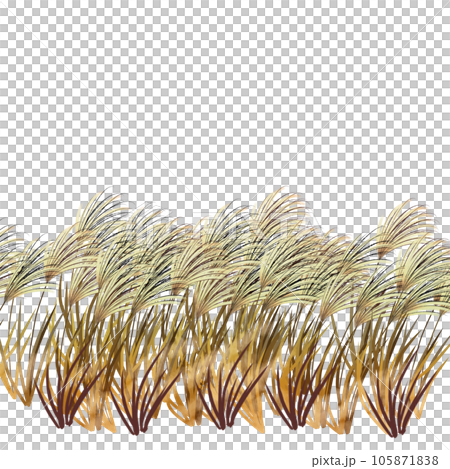 ススキ2 ススキ2 105871838