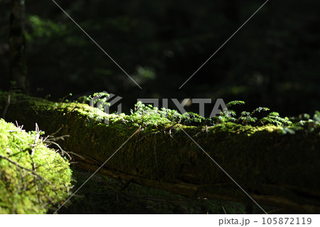 白駒の朝日に照らされた苔達 白駒の朝日に照らされた苔達 105872119