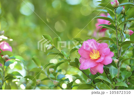 冬の風物詩 山茶花 冬の風物詩 山茶花 105872310