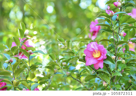 冬の風物詩 山茶花 冬の風物詩 山茶花 105872311