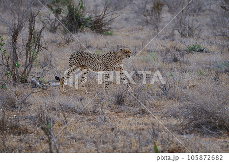 East African cheetah in savannah of Tsavo East National Park in Kenya 105872682