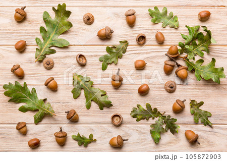 Branch with green oak tree leaves and acorns on colored background, close up top view 105872903