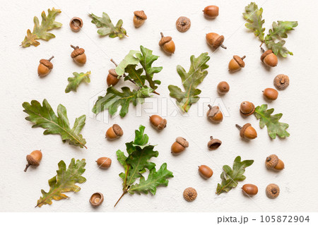 Branch with green oak tree leaves and acorns on colored background, close up top view 105872904