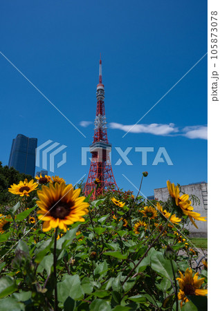 東京タワーとひまわり 105873078