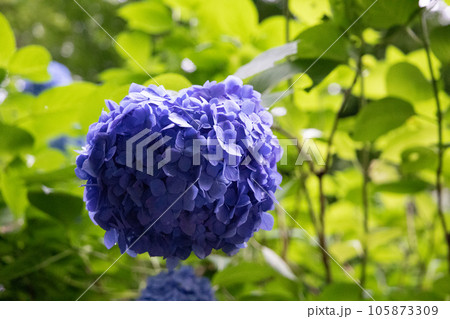 紫色のハート型の紫陽花 105873309