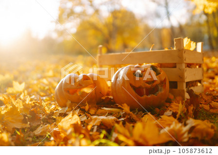 Halloween pumpkins on the autumn street. Holidays, decoration concept. Halloween pumpkins on the autumn street. Holidays, decoration concept. 105873612