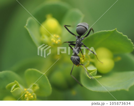 トウダイグサの花に黒いアリ トウダイグサの花に黒いアリ 105873634