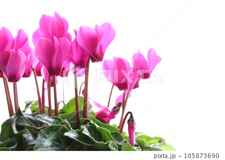 ピンクのガーデンシクラメンのクローズアップ 【白背景】 105873690