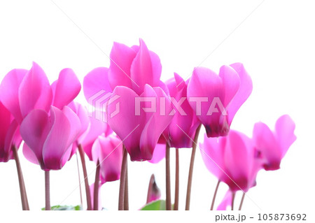 ピンクのガーデンシクラメンのクローズアップ 【白背景】 105873692
