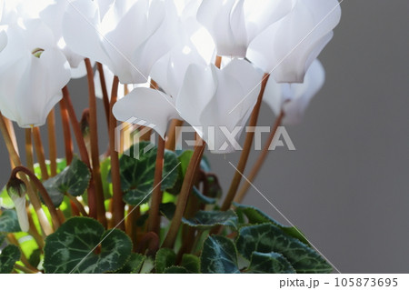 白いシクラメンのクローズアップ 【グレー背景】 105873695