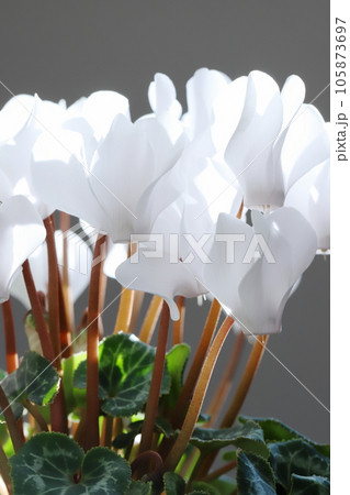 白いシクラメンのクローズアップ 【グレー背景】 105873697