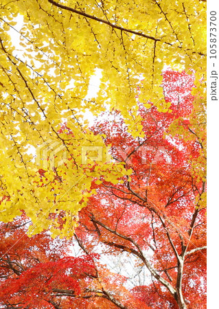 鮮やかに色づいたイチョウとカエデ 【空背景】 【白背景】 105873700