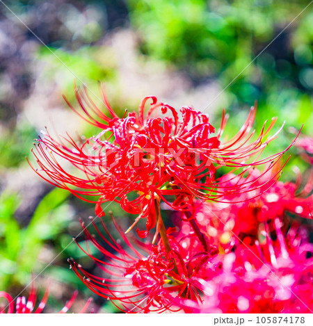 彼岸花　ヒガンバナ　曼珠沙華　リコリス　石蒜　【 お彼岸 の イメージ 】 105874178