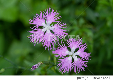 カワラナデシコの花 105874221
