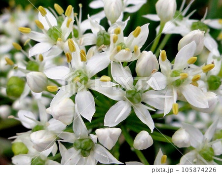 9月ニラの花アップ 9月ニラの花アップ 105874226