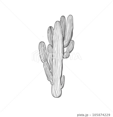 Cactus Hand Drawing, Illustrations ft. cactus & leaf - Envato Elements