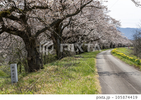 富山のさくら名所 神通川さくら堤・塩の千本桜 富山のさくら名所 神通川さくら堤・塩の千本桜 105874419