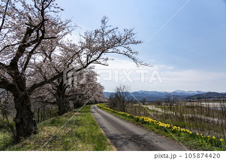 富山のさくら名所 神通川さくら堤・塩の千本桜 富山のさくら名所 神通川さくら堤・塩の千本桜 105874420