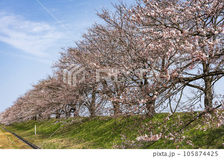 富山のさくら名所　神通川さくら堤・塩の千本桜 105874425