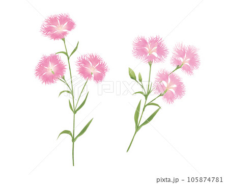 水彩で描いた撫子のカットイラスト 水彩で描いた撫子のカットイラスト 105874781