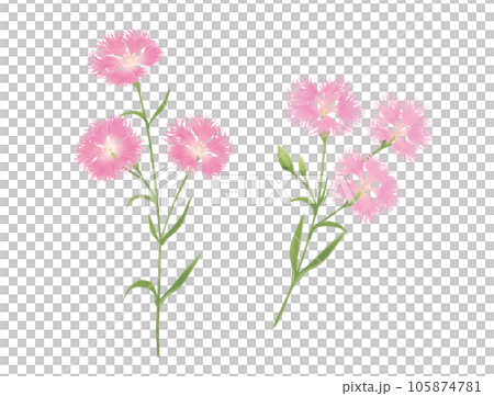 水彩で描いた撫子のカットイラスト 水彩で描いた撫子のカットイラスト 105874781