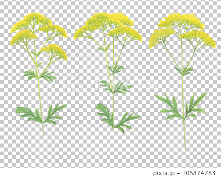 水彩畫的妓女花的卡通插圖 105874783