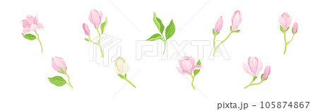 Magnolia Flower and Blossom on Green Stem Vector Set 105874867