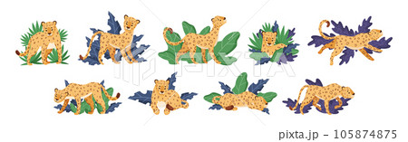 Spotted Leopard or Jaguar with Yellow Skin Among Tropical Leaves Vector Set Spotted Leopard or Jaguar with Yellow Skin Among Tropical Leaves Vector Set 105874875