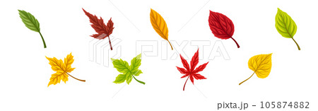 Colorful Autumn Leaves or Fall Foliage Vector Setのイラスト素材 [105874882 ...