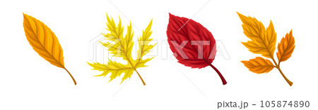 Colorful Autumn Leaves or Fall Foliage Vector Set 105874890