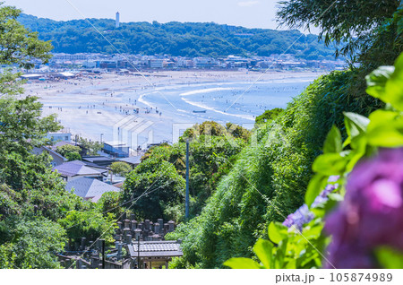 成就院、海が見える　紫陽花　鎌倉 105874989