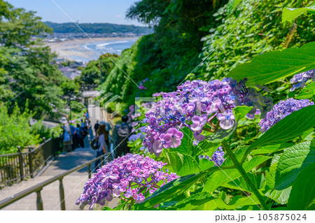 成就院、海が見える　紫陽花　鎌倉 105875024