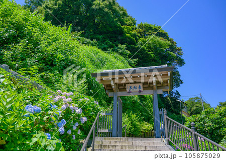 成就院、海が見える　紫陽花　鎌倉 105875029