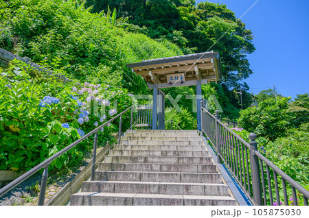 成就院、海が見える　紫陽花　鎌倉 105875030