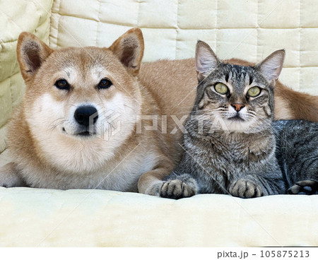 Shiba Inu puppy and his friend striped kitten Shiba Inu puppy and his friend striped kitten 105875213